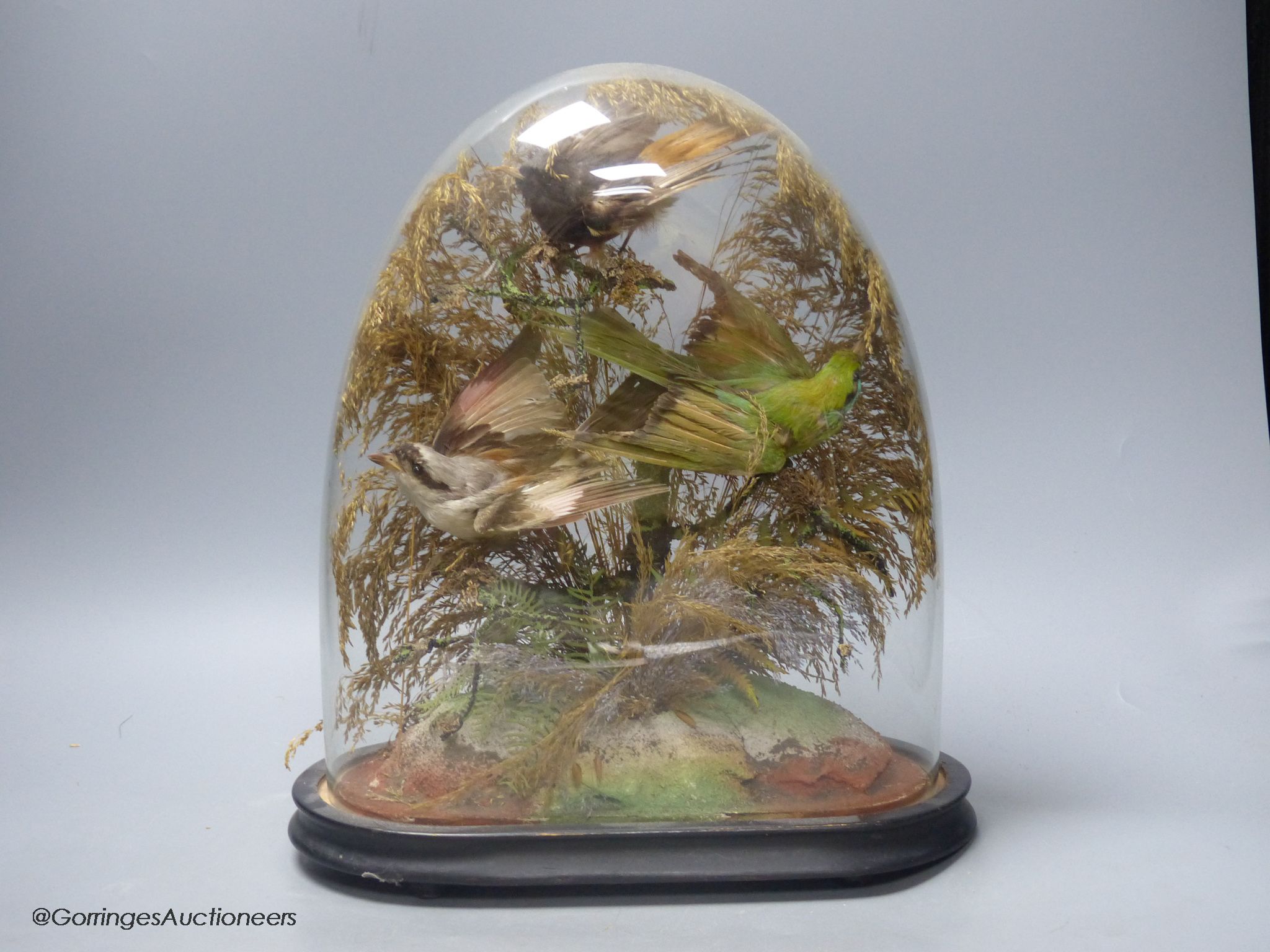 A 19th century group of three stuffed birds, under glass dome, small bone box to be assessed and lotted at end